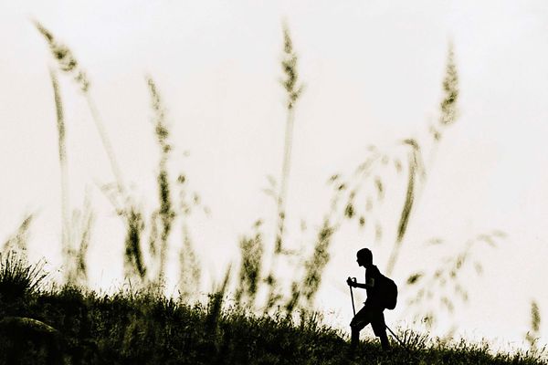 Dal punto di vista di un grillo