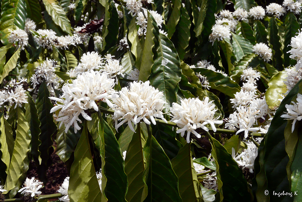 Dalat - Saigon - Blütenpracht im Tempelgarten