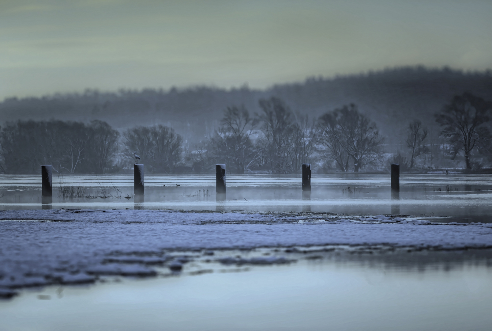 Dalben in der Elbe 