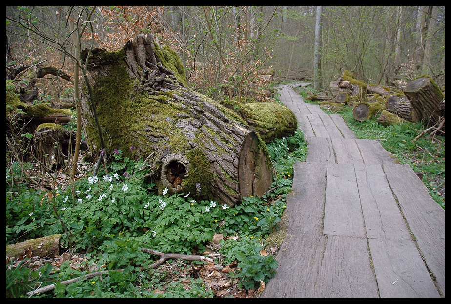 Dalby Söderskog National Park