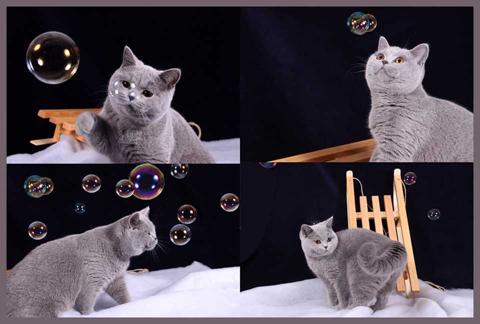 Dalea und Seifenblasen Foto & Bild | tiere, haustiere, katzen Bilder