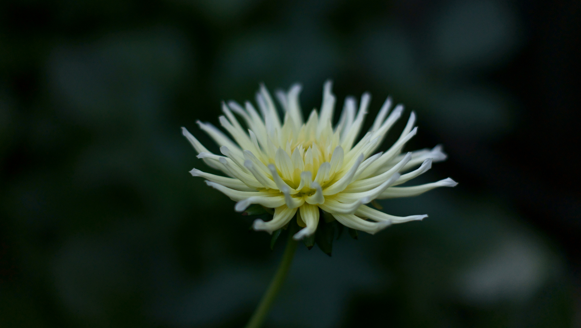 Dalia 3 in the garden