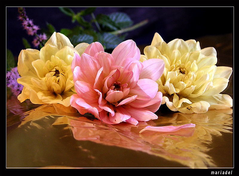 Dalias reflejadas