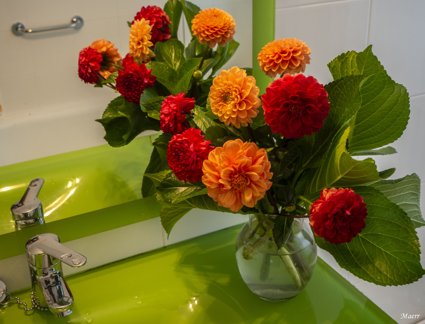 Dalias rojas y naranjas en el baño