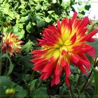 Dalien (Dahlia)