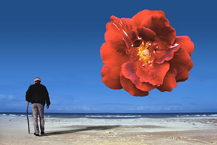Dali's "Meditative Rose" und ein desinteressierter Zeuge