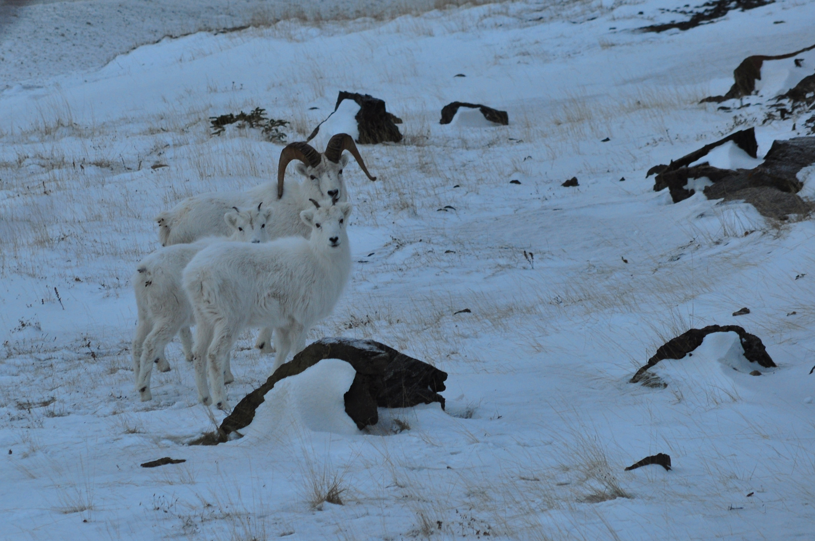 Dall Sheep