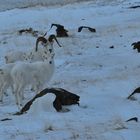 Dall Sheep