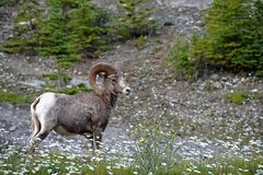 dALL sHEEP