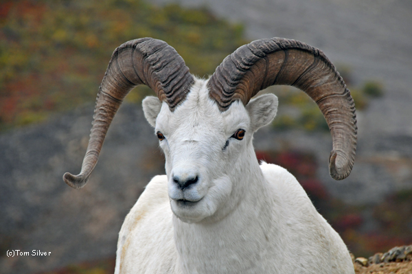 Dall Sheep Ram