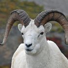 Dall Sheep Ram