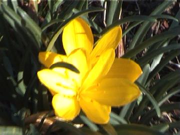 dalla campagna romana