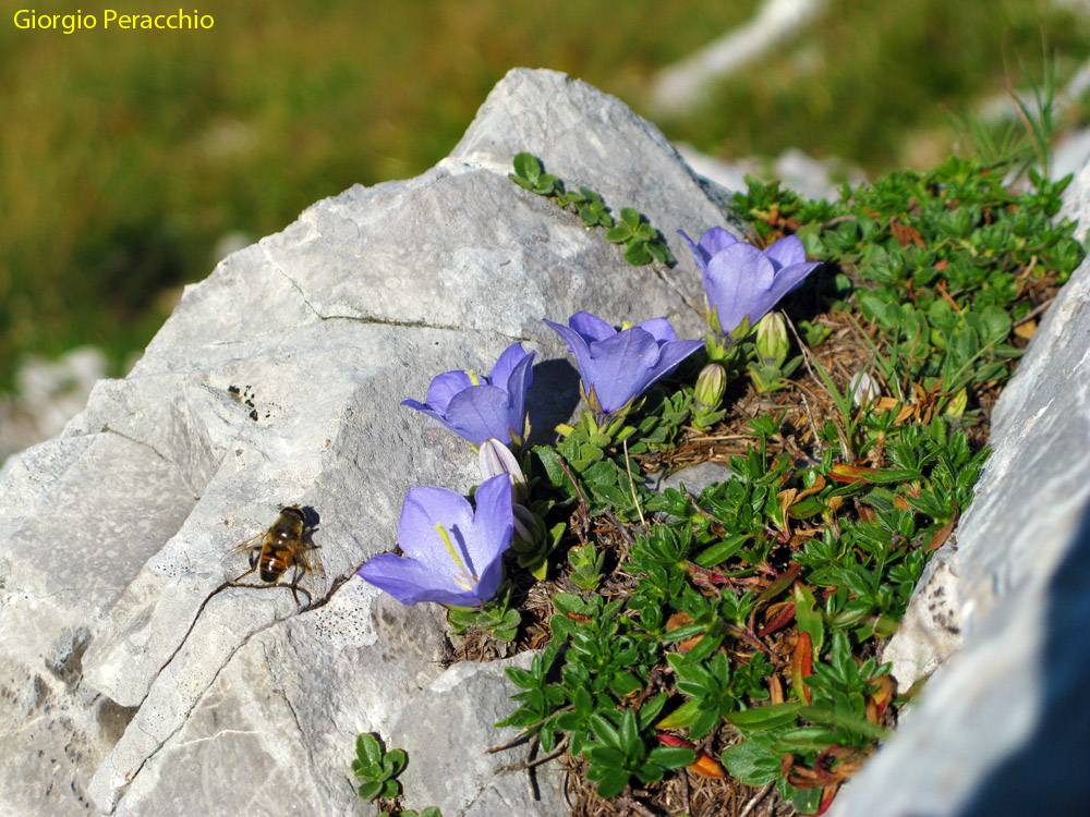 Dalla Roccia