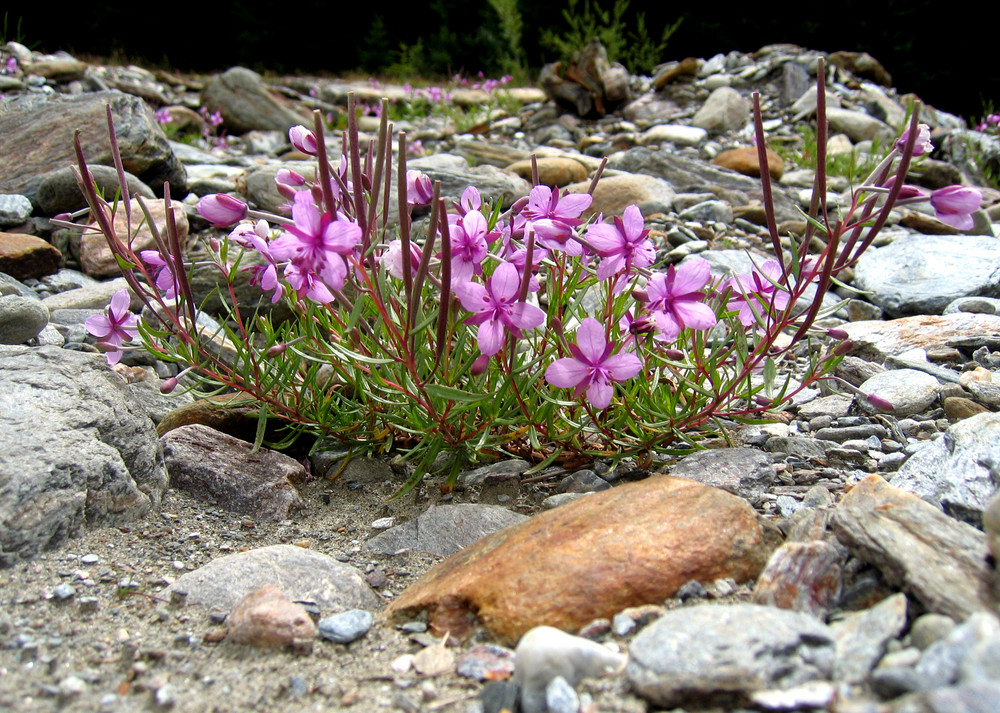 dalla roccia nasce un fiore...