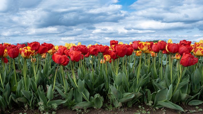 Dalla Terra al Cielo