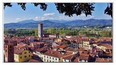 dalla torre alberata guinigi...