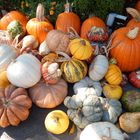 Dallas Arboretum Pumpkins