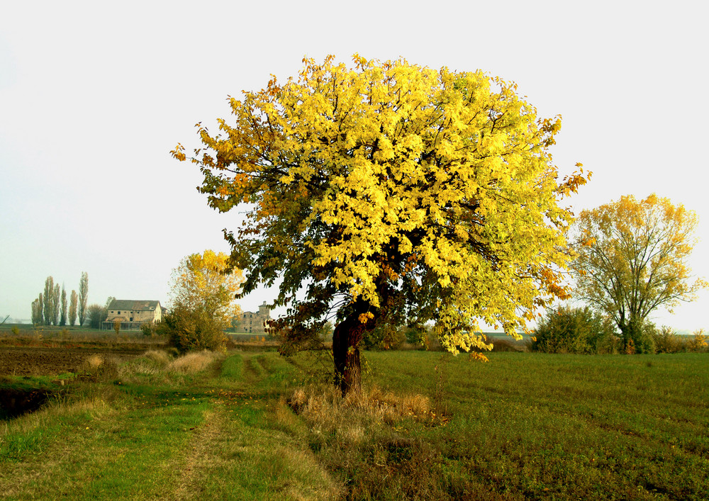 dalle mie parti. l'albero d'oro