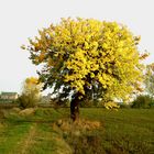 dalle mie parti. l'albero d'oro