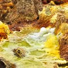 DALLOL Details