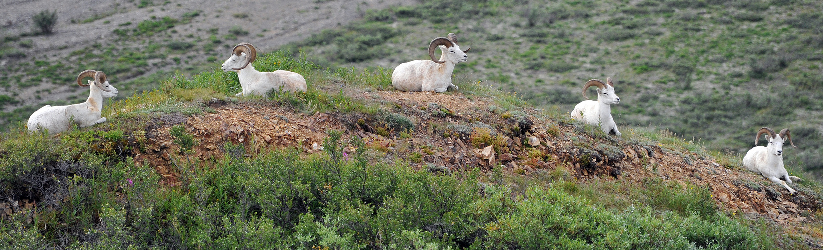 Dallschafe in Alaska