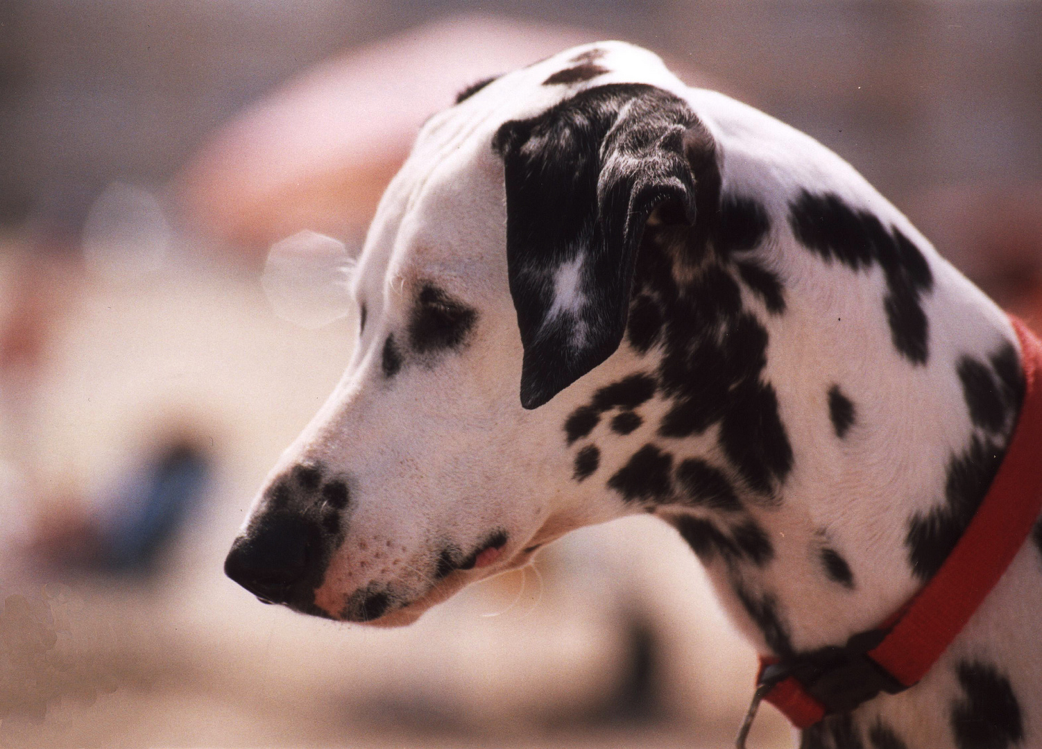 Dalmata