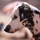 Dalmata