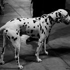 dalmata