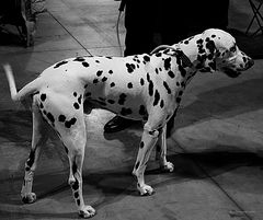 dalmata