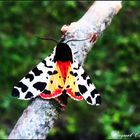 Dalmata a colores.