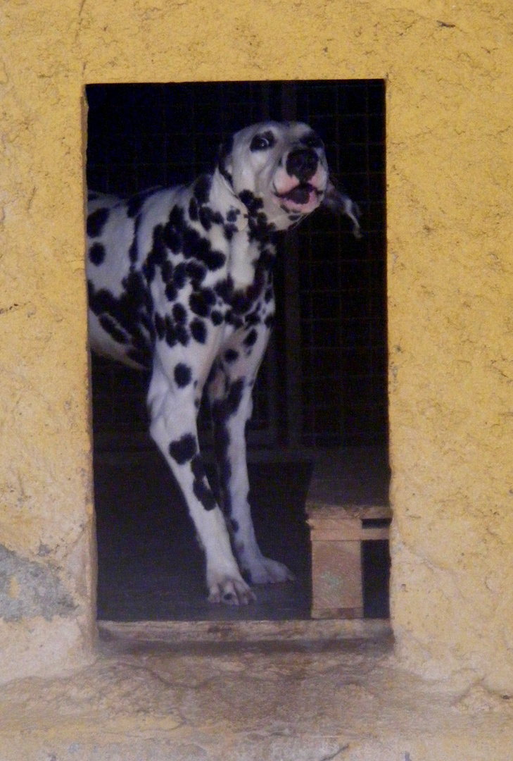 dalmata