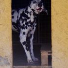 dalmata