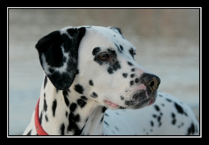 Dalmatian