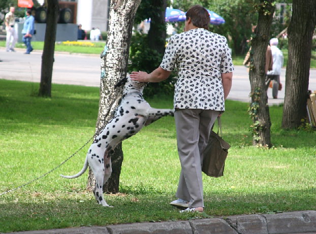 Dalmatian and Dalmatian