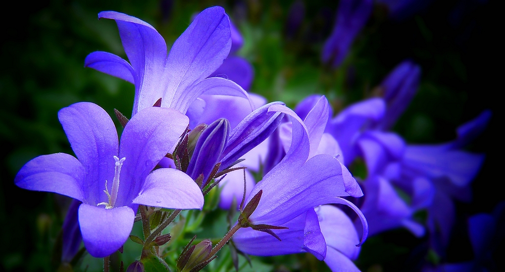 Dalmatian Bellflower