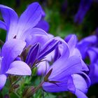 Dalmatian Bellflower