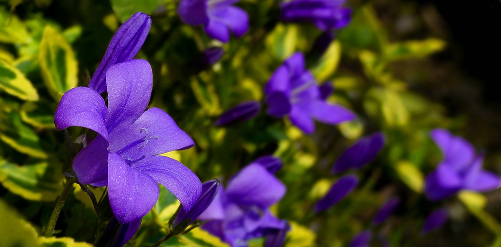 Dalmatian Bellflower