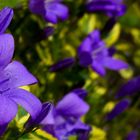 Dalmatian Bellflower