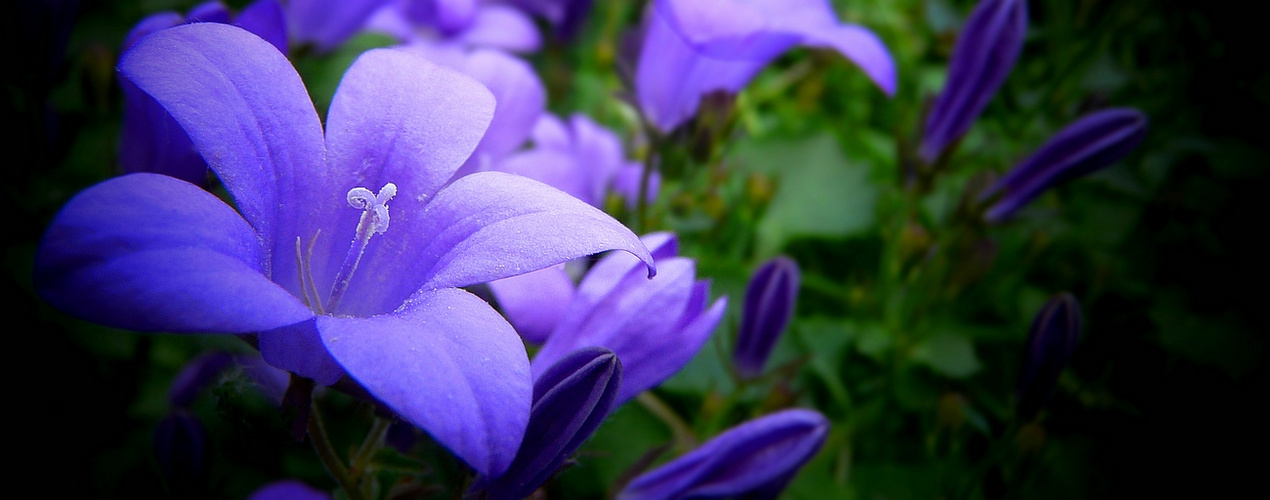 Dalmatian Bellflower 