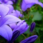 Dalmatian Bellflower 