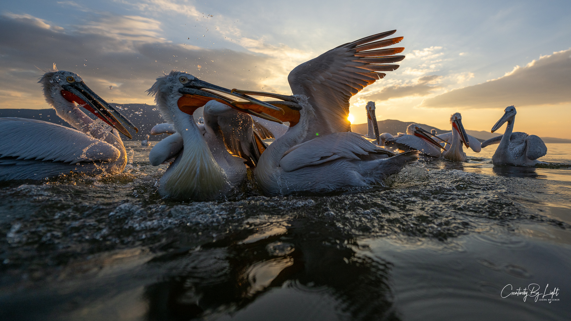 Dalmatian Pelican