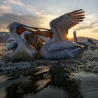 Dalmatian Pelican