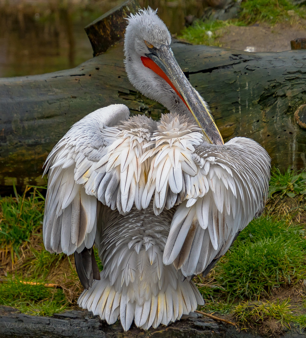 Dalmatian pelican