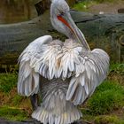 Dalmatian pelican