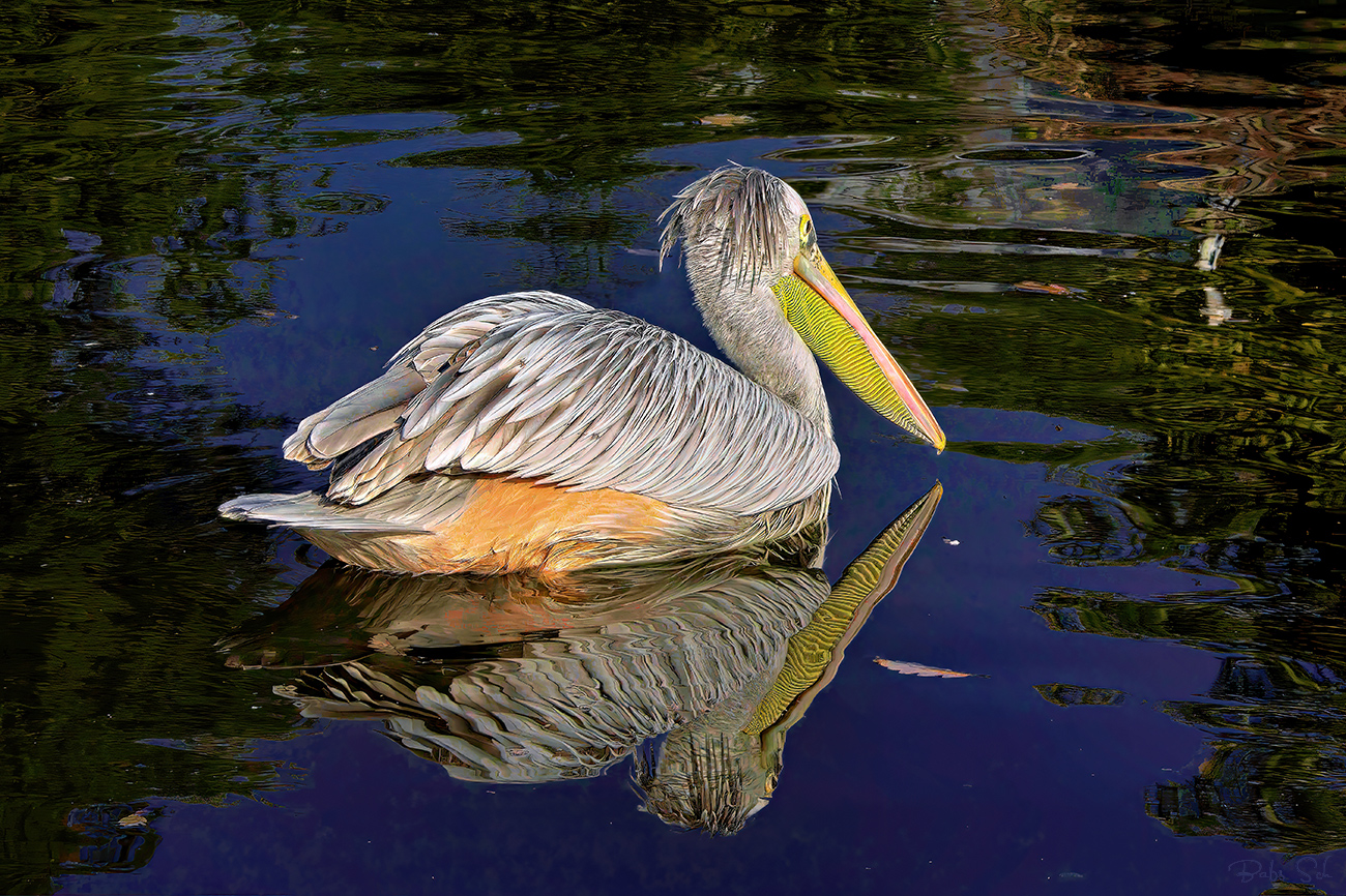 Dalmatian Pelican