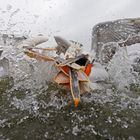 Dalmatian pelican (Pelecanus crispus) fishing, Krauskopfpelikan beim Fischen, Griechenland, Greece