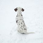 dalmatien