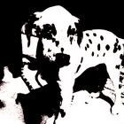 Dalmatien en noir est blanc ;)