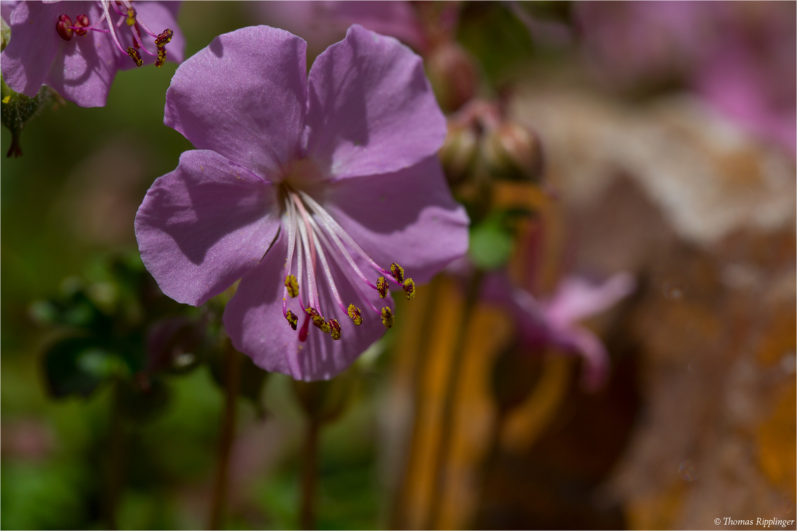 Dalmatien - Storchschnabel (Geranium dalmaticum)