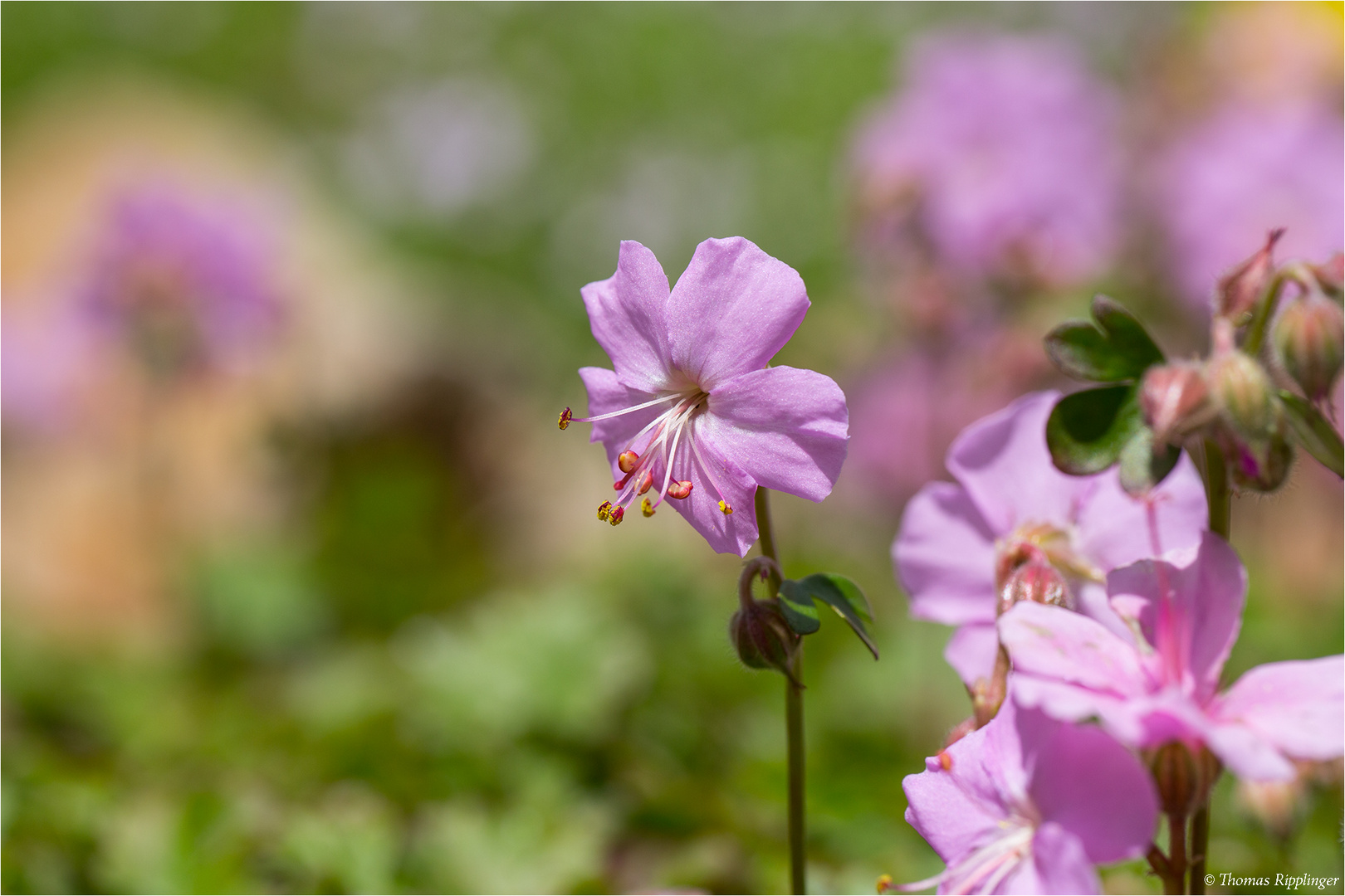 Dalmatien - Storchschnabel (Geranium dalmaticum)